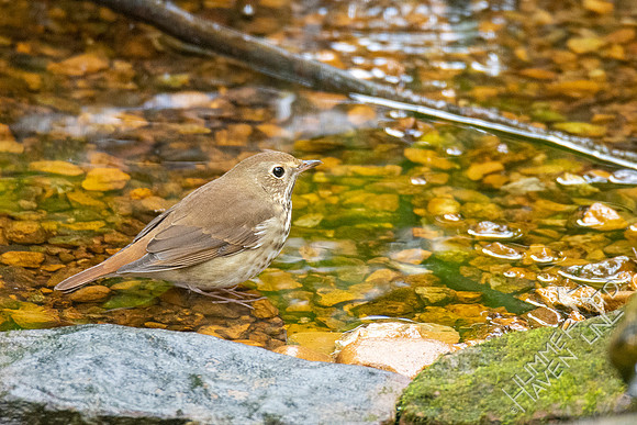 10-8-20 FOS Hermit Thrush