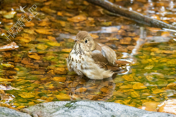 10-8-20 FOS Hermit Thrush