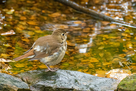 10-8-20 FOS Hermit Thrush