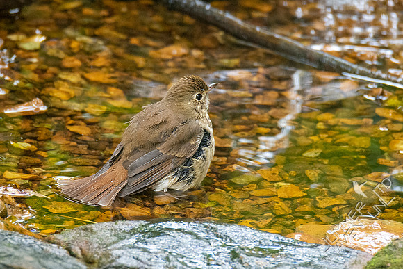 10-8-20 FOS Hermit Thrush