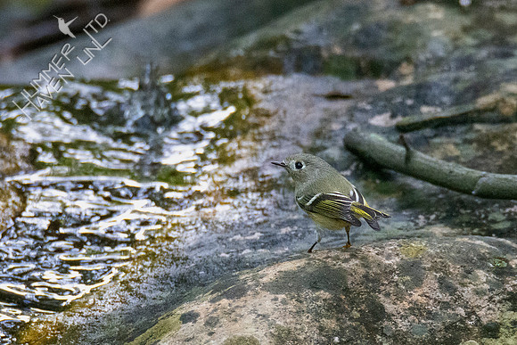 10-8-20 Ruby-crowned Kinglet