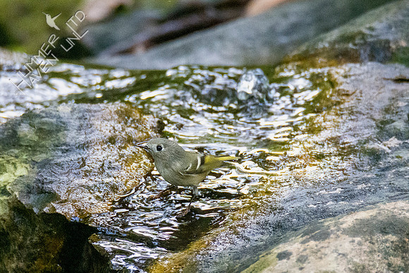 10-8-20 Ruby-crowned Kinglet