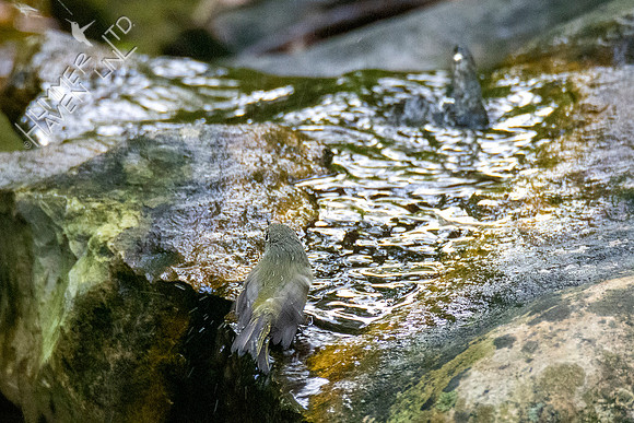 10-8-20 Ruby-crowned Kinglet