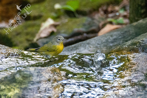 10-8-20 Nashville Warbler