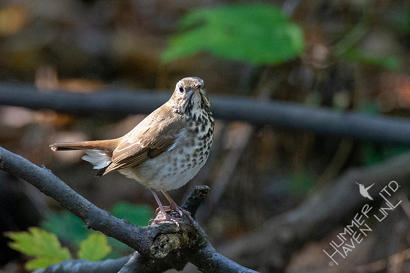 10-9-20 Hermit Thrush