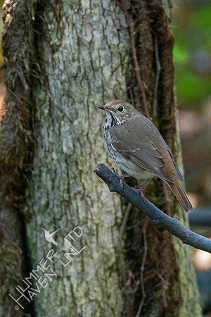 10-9-20 Hermit Thrush