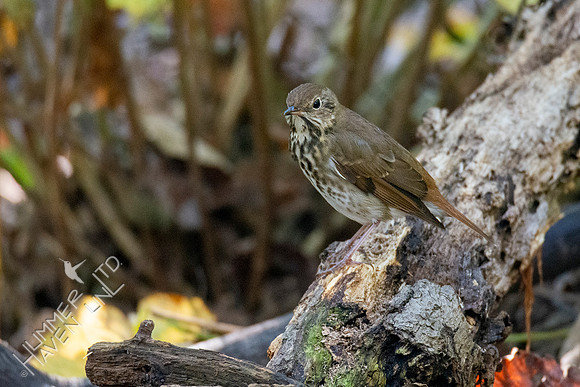 10-9-20 Hermit Thrush