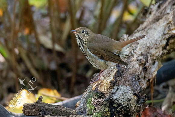 10-9-20 Hermit Thrush