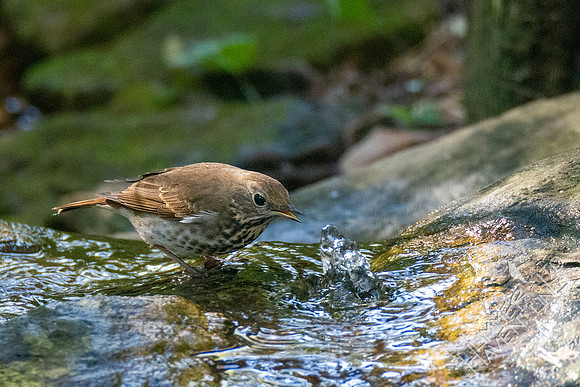 10-9-20 Hermit Thrush