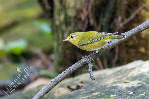 10-9-20 Tennessee Warbler