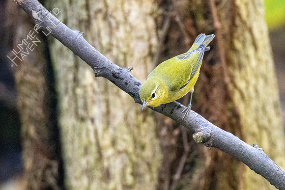 10-9-20 Tennessee Warbler