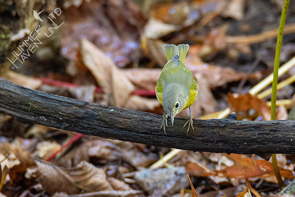 10-9-20 Nashville Warbler