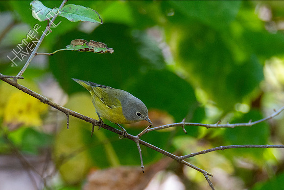 10-9-20 Nashville Warbler