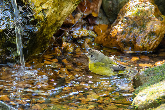 10-9-20 Nashville Warbler
