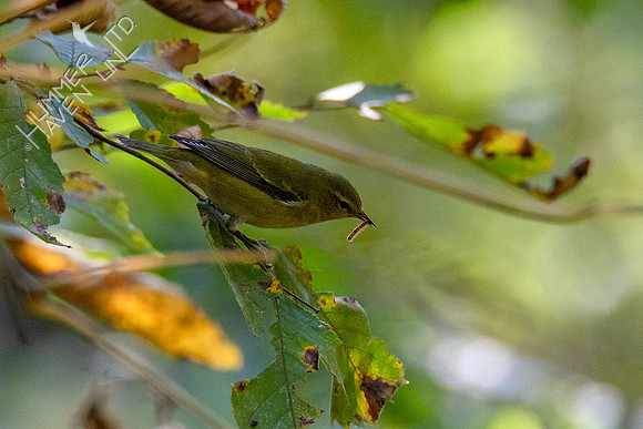 10-9-20 Tennessee Warbler with caterpillar on Elm