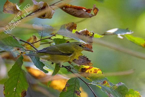10-9-20 Tennessee Warbler with caterpillar on Elm