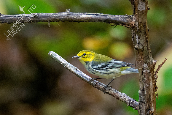 10-10-20 Black-throated Green Warbler