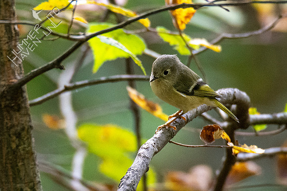 10-10-20 Ruby-crowned Kinglet
