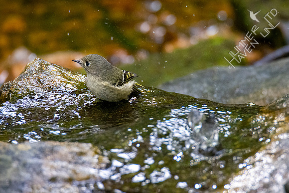 10-10-20 Ruby-crowned Kinglet