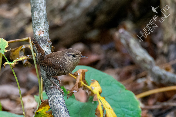 10-10-20 FOS Winter Wren