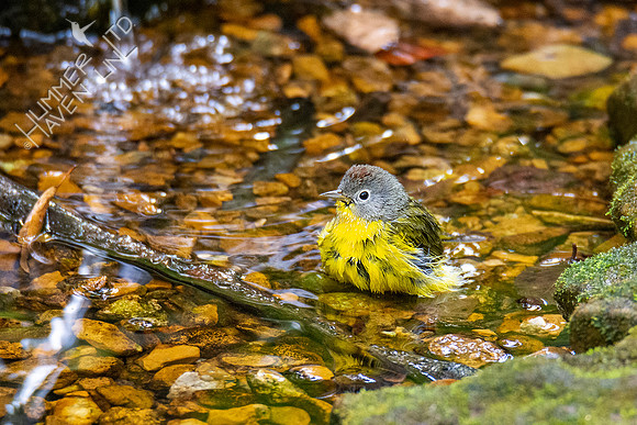 10-10-20 Nashville Warbler