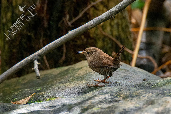 10-10-20 FOS Winter Wren