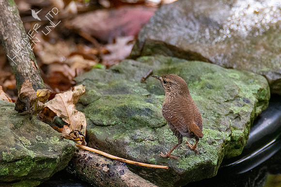 10-10-20 FOS Winter Wren