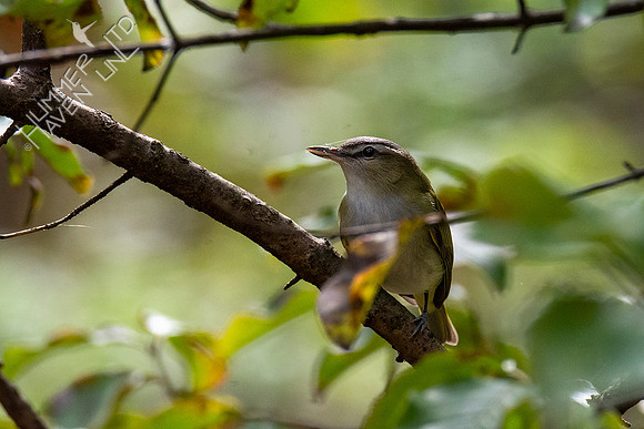 10-10-20 Red-eyed Vireo