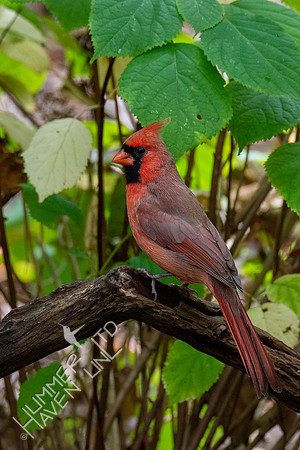 10-10-20 Northern Cardinal