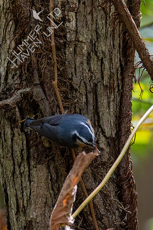10-10-20 Red-breasted Nuthatch