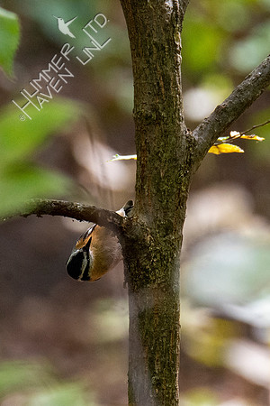 10-10-20 Red-breasted Nuthatch