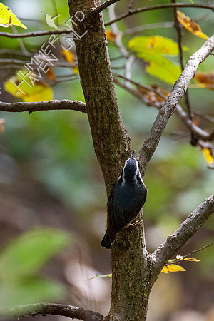 10-10-20 Red-breasted Nuthatch