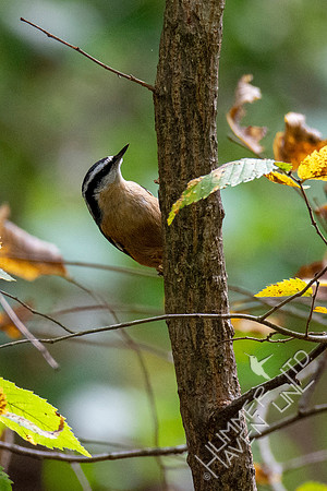 10-10-20 Red-breasted Nuthatch