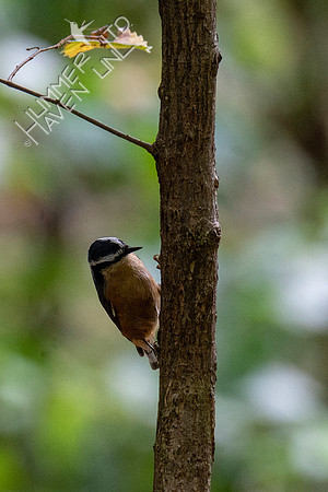 10-10-20 Red-breasted Nuthatch
