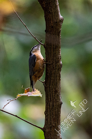 10-10-20 Red-breasted Nuthatch