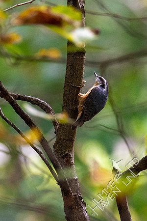 10-10-20 Red-breasted Nuthatch