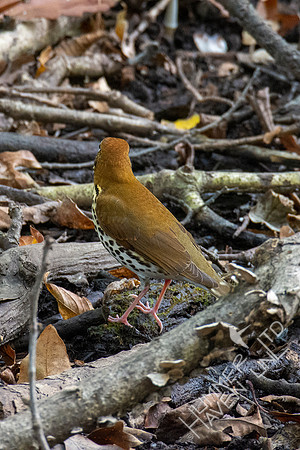 10-10-20 FOS Wood Thrush