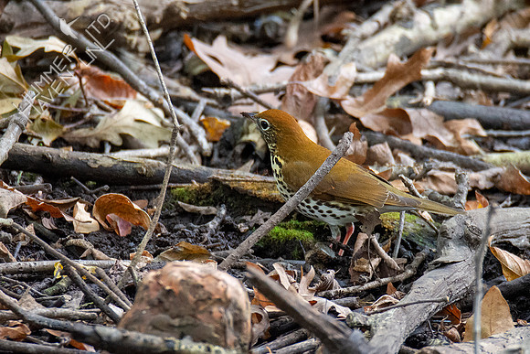 10-10-20 FOS Wood Thrush