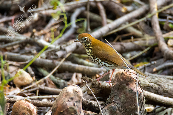10-10-20 FOS Wood Thrush