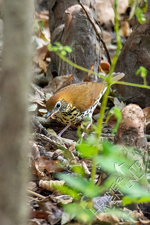 10-10-20 FOS Wood Thrush