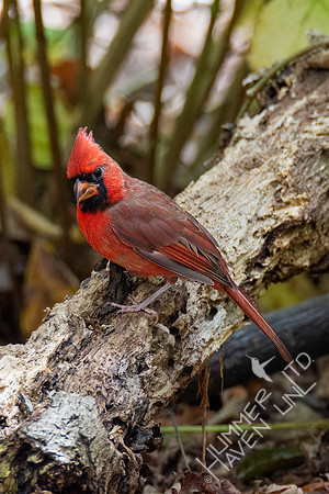 10-10-20 Northern Cardinal immature