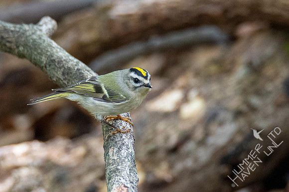 10-10-20 Golden-crowned Kinglet