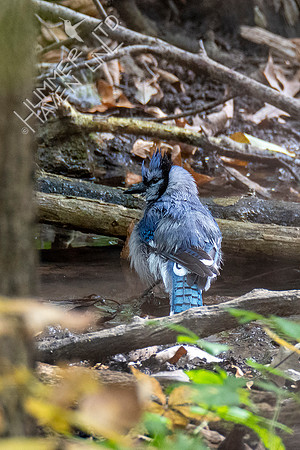 10-10-20 Blue Jay