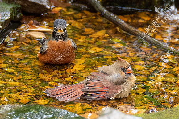 10-10-20 American Robin and Northern Cardinal immature female