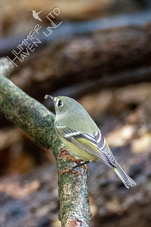 10-10-20 Ruby-crowned Kinglet