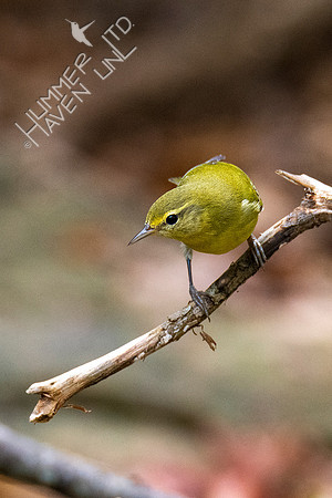 10-10-20 Tennessee Warbler