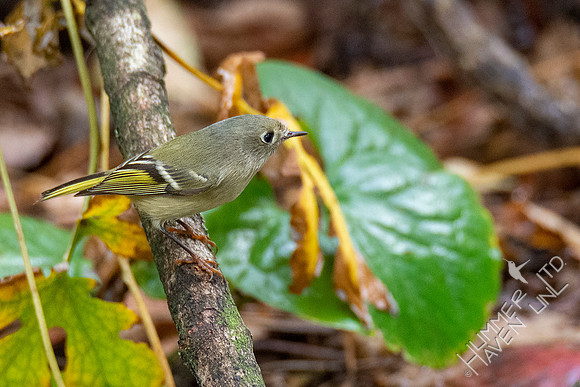 10-10-20 Ruby-crowned Kinglet