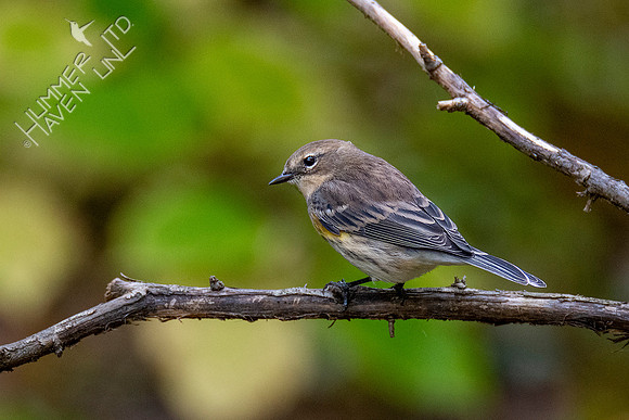 10-10-20Yellow-rumped Warbler