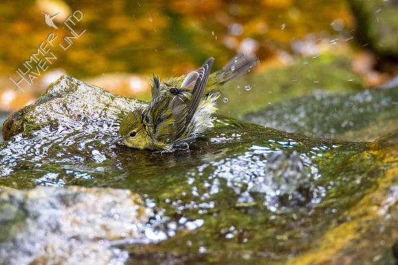 10-10-20 Tennessee Warbler