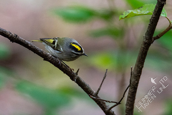 10-10-20 Golden-crowned Kinglet